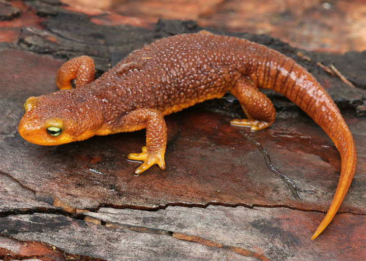 California Newt